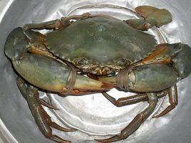 擬穴青蟹 擬穴青蟹