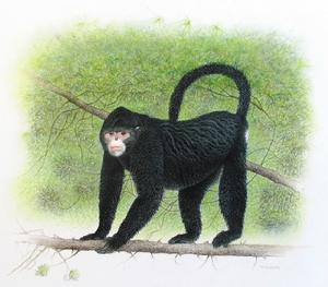 緬甸金絲猴 緬甸金絲猴