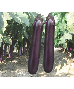 佳美紫紅長茄 佳美紫紅長茄