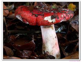 紅蘑菇