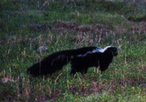亞利桑那州臭鼬 亞利桑那州臭鼬