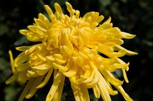 菊花[菊科菊屬宿根草本植物]