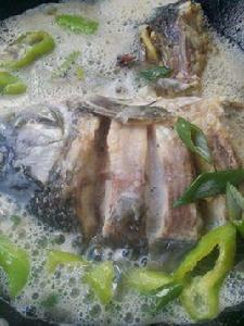 啤酒燉鯉魚 啤酒燉鯉魚