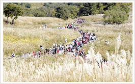 山井湖和鳴聲山的紫芒慶典