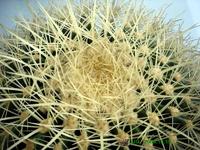 人球 一種刺密而長的品種