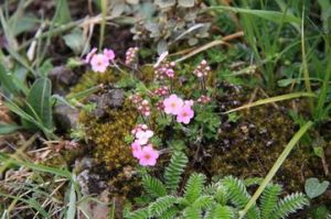 小叢點地梅 小叢點地梅