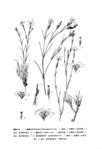 細莖石竹 細莖石竹