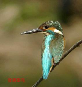 中國觀鳥 中國觀鳥