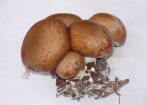 平菇綠黴菌 平菇綠黴菌