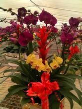 廣西同心結 廣西同心結