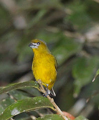 芬氏歌雀 芬氏歌雀