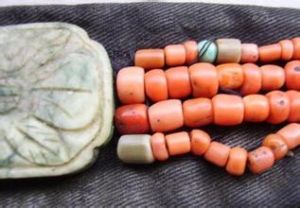 粗糙盔形珊瑚 粗糙盔形珊瑚