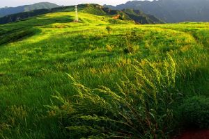 （圖）空中草園