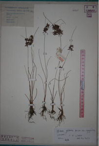 小球穗扁莎 小球穗扁莎