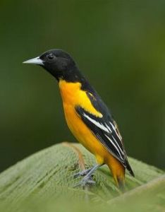 巴西擬鸝 巴西擬鸝