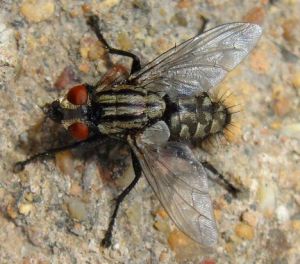 黑尾麻蠅 黑尾麻蠅