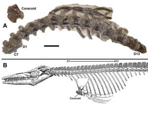 羅塞爾龍 羅塞爾龍