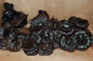 雲芝(樹蛾、木雞) 雲芝(樹蛾、木雞)