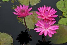 伊美麗[睡蓮品種]