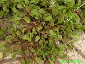 西疇附地菜 西疇附地菜