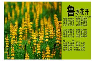魯冰花開歌詞 少兒歌曲