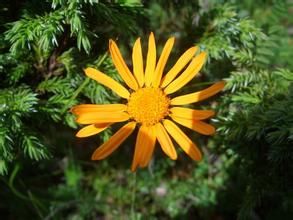 川西小黃菊 川西小黃菊