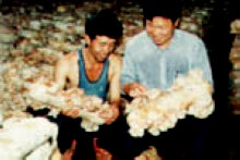 白毛木耳栽培 白毛木耳栽培