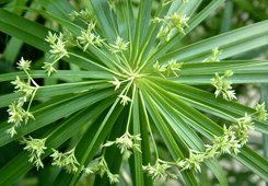 羽葉鳳尾蘚 羽葉鳳尾蘚