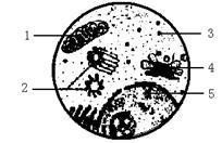 球狀蛋白質 球狀蛋白質