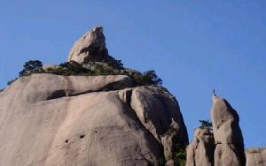 孔雀戲蓮花 孔雀戲蓮花