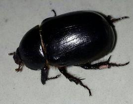 黑色金龜子
