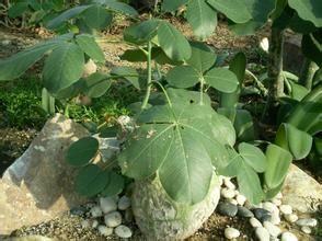 橢葉變種 橢葉變種