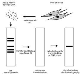 Northern blotting