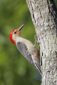 紅腹啄木鳥 紅腹啄木鳥