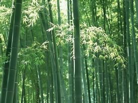 陽新把竹 陽新把竹