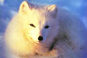 北極狐狸