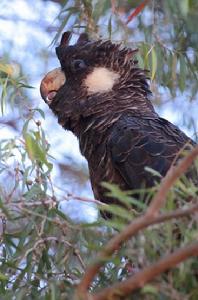 短嘴黑鳳頭鸚鵡 短嘴黑鳳頭鸚鵡