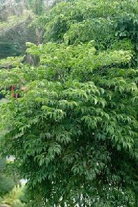 幌傘楓[五加科幌傘楓屬植物]