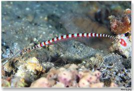 斑節海龍 斑節海龍