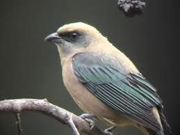 綠頂唐加拉雀 綠頂唐加拉雀