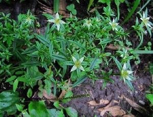 貴州獐牙菜 貴州獐牙菜