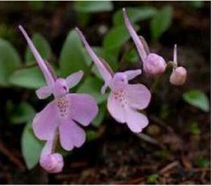 抱莖葉無柱蘭 抱莖葉無柱蘭