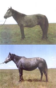 索克藏馬 索克藏馬