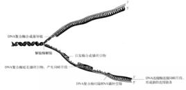 DNA的複製 DNA的複製