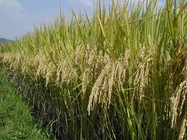 秈粳亞種雜交稻 秈粳亞種雜交稻