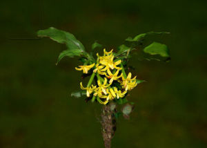 多枝擬蘭 多枝擬蘭