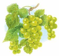 （圖）美味葡萄酒