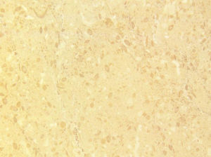 蓮花米黃 蓮花米黃