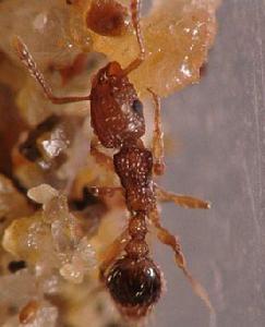 （圖）鋪道蟻屬