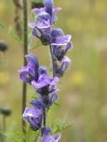 叉苞烏頭 叉苞烏頭